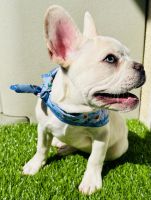 French Bulldog Puppies for sale in Sherman Oaks, Los Angeles, CA, USA. price: $6,000