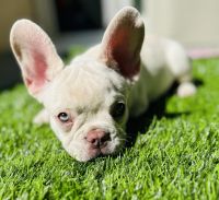 French Bulldog Puppies for sale in Sherman Oaks, Los Angeles, CA, USA. price: $8,000