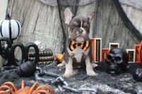 French Bulldog Puppies for sale in Moorpark, CA 93021, USA. price: $1,500