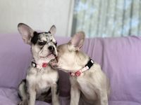 French Bulldog Puppies for sale in Delray Beach, FL, USA. price: NA