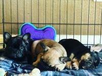 French Bulldog Puppies for sale in Vista, CA, USA. price: $1,500