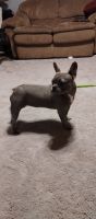 French Bulldog Puppies for sale in Caulfield, MO 65626, USA. price: $150,000