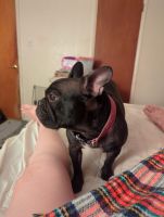 French Bulldog Puppies for sale in Phoenix, AZ, USA. price: $2,000