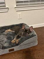 French Bulldog Puppies for sale in Killeen, TX, USA. price: $4,000