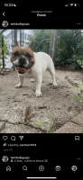 French Bulldog Puppies for sale in Lowell, MA, USA. price: $3,300