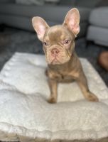 French Bulldog Puppies for sale in Austin, TX, USA. price: NA