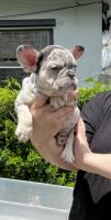 French Bulldog Puppies for sale in West Palm Beach, FL 33415, USA. price: $2,000