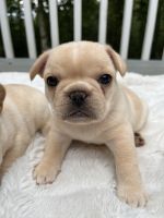 French Bulldog Puppies for sale in Cumming, GA, USA. price: $4,500