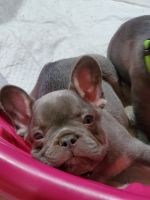 French Bulldog Puppies for sale in Conroe, TX, USA. price: $4,500
