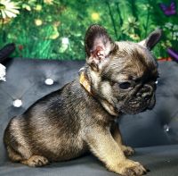 French Bulldog Puppies for sale in Spavinaw, OK 74366, USA. price: $3,000