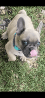 French Bulldog Puppies for sale in Sheridan, AR 72150, USA. price: $2,000