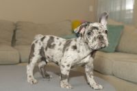 French Bulldog Puppies for sale in Lewisville, TX, USA. price: $6,000