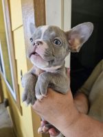 French Bulldog Puppies for sale in Richmond St, El Cerrito, CA 94530, USA. price: $2,000