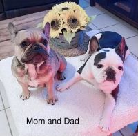 French Bulldog Puppies for sale in Fallbrook, CA 92028, USA. price: NA