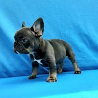 French Bulldog Puppies for sale in 3475 SW 17th St, Miami, FL 33145, USA. price: $500