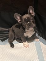 French Bulldog Puppies for sale in Pomona, CA, USA. price: $2,500
