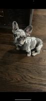 French Bulldog Puppies for sale in Atlanta, GA, USA. price: $6,500