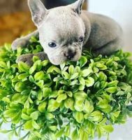 French Bulldog Puppies for sale in Redwood City, CA, USA. price: $5,500