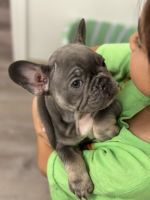 French Bulldog Puppies for sale in Salinas, CA, USA. price: $2,000