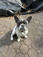 French Bulldog Puppies for sale in Bloomfield, NJ, USA. price: $3,000