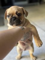 French Bulldog Puppies for sale in New Windsor, NY 12553, USA. price: $1,800