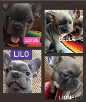 French Bulldog Puppies for sale in 33 Eastmont, Irvine, CA 92604, USA. price: $2,500