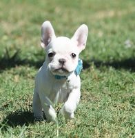 French Bulldog Puppies for sale in Pilot Point, TX 76258, USA. price: $3,000