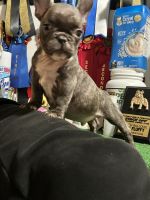 French Bulldog Puppies for sale in San Francisco, CA, USA. price: $3,500