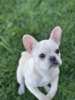 French Bulldog Puppies for sale in West New York, NJ 07093, USA. price: $3,500
