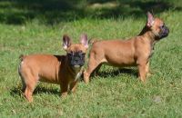 French Bulldog Puppies for sale in Kane, IL 62054, USA. price: $1,350