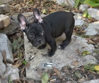 French Bulldog Puppies for sale in Kane, IL 62054, USA. price: $1,250