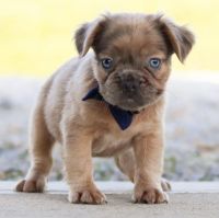 French Bulldog Puppies for sale in 206 Brighton Ave, Kearny, NJ 07032, USA. price: $1,200