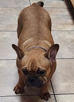 French Bulldog Puppies for sale in New York, NY, USA. price: $2,500