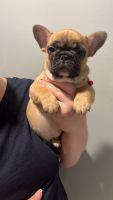 French Bulldog Puppies for sale in Brooklyn, NY, USA. price: $2,500