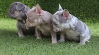 French Bulldog Puppies for sale in San Francisco, CA, USA. price: $5,000