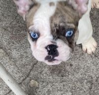 French Bulldog Puppies for sale in New Haven, CT 06519, USA. price: $2,000