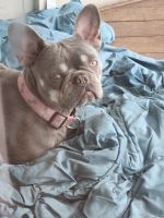 French Bulldog Puppies for sale in Keizer, OR 97303, USA. price: $3,000
