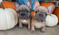 French Bulldog Puppies for sale in Dallas, TX, USA. price: $3,500