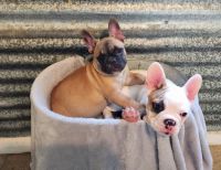 French Bulldog Puppies for sale in Panama City, FL, USA. price: NA