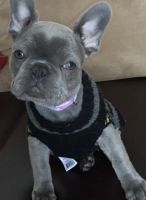 French Bulldog Puppies for sale in Toms River, NJ, USA. price: $2,500