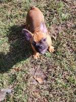 French Bulldog Puppies for sale in Griffin, GA 30223, USA. price: $1,000