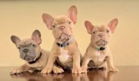 French Bulldog Puppies for sale in Temecula, CA, USA. price: NA