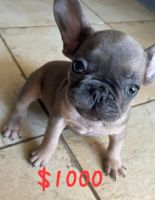 French Bulldog Puppies for sale in Oceanside, CA, USA. price: NA