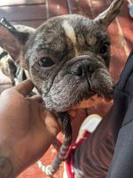 French Bulldog Puppies for sale in East Lansdowne, PA 19050, USA. price: $3,500