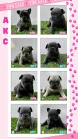 French Bulldog Puppies for sale in Kendall, FL, USA. price: $1,999