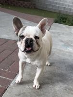 French Bulldog Puppies for sale in Fontana, CA 92336, USA. price: $1,000