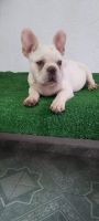 French Bulldog Puppies for sale in Damascus, MD, USA. price: $4,000