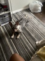 French Bulldog Puppies for sale in Plano, TX, USA. price: $1,500