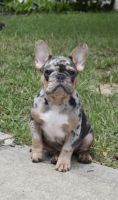 French Bulldog Puppies for sale in Atlanta, GA, USA. price: $2,500