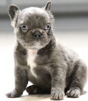 French Bulldog Puppies for sale in Simi Valley, CA, USA. price: $5,400
